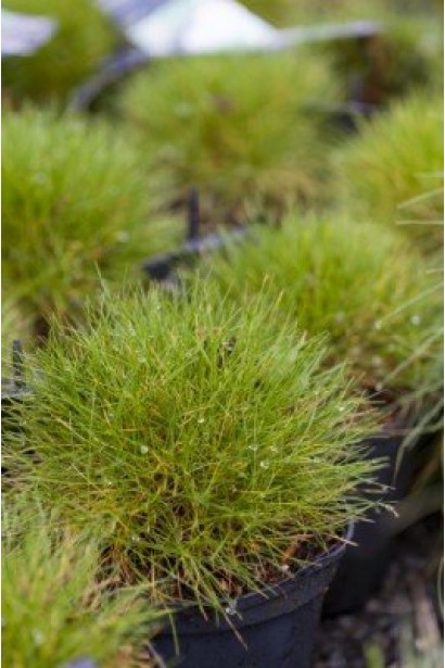 Луговик дернистий `Палава` в контейнері